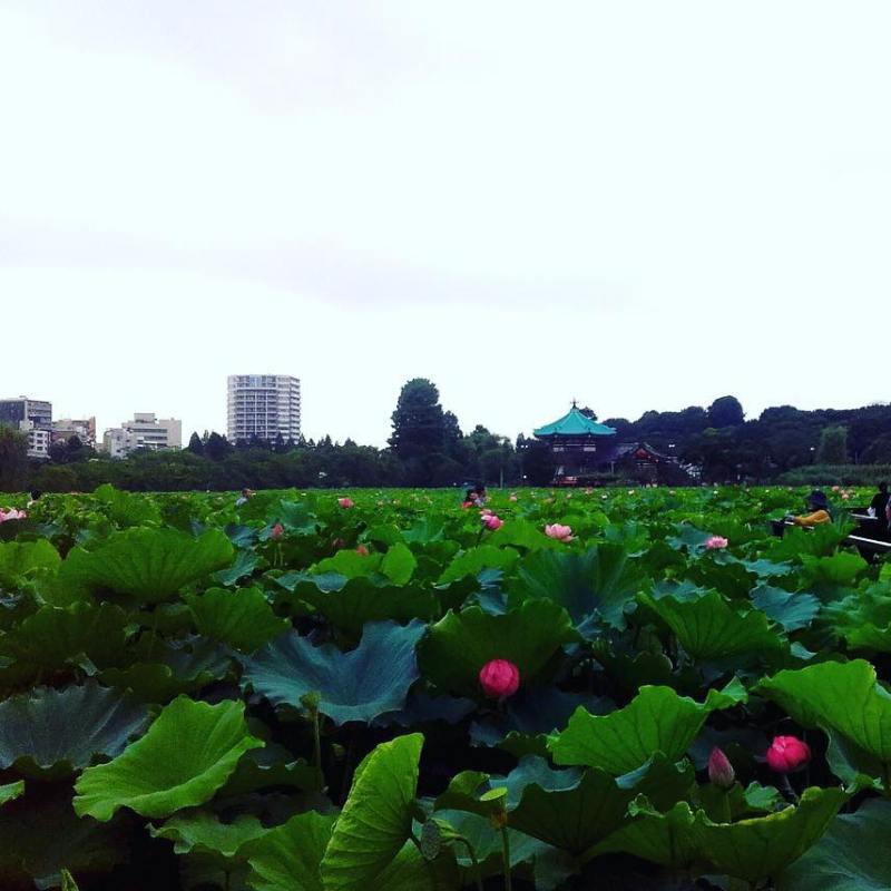 Συνδρομή Συλλόγου Υποτρόφων ΜEXT Ιαπωνίας στην Ελλάδα 