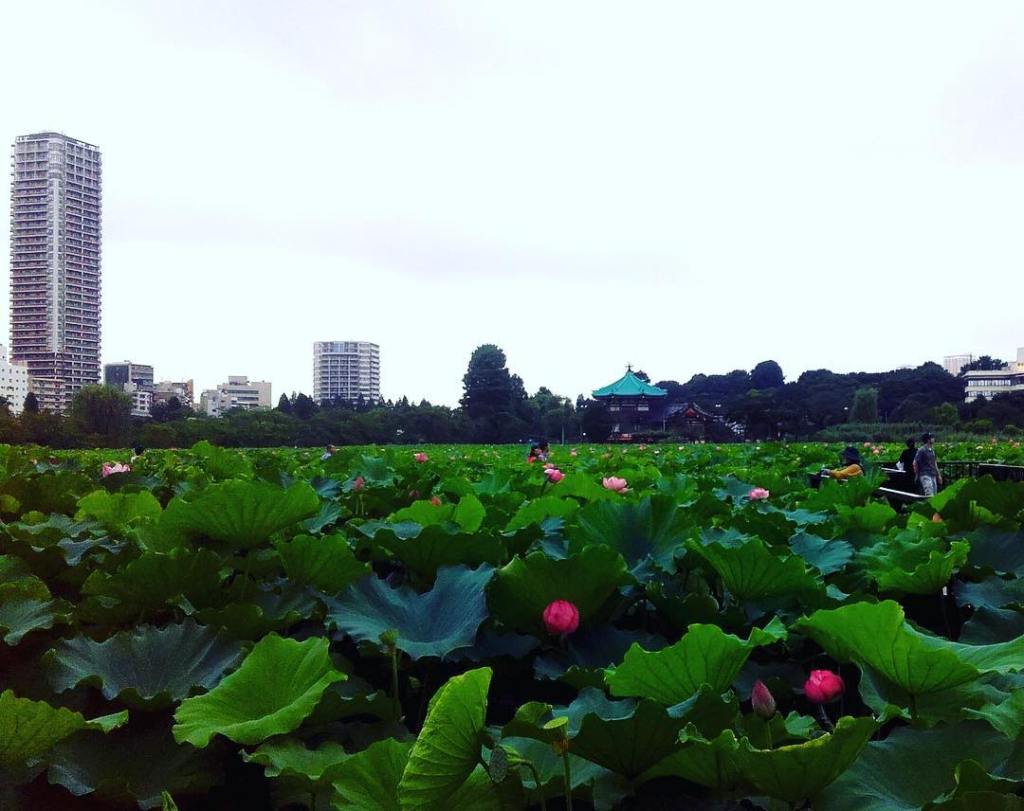 Συνδρομή Συλλόγου Υποτρόφων ΜEXT Ιαπωνίας στην Ελλάδα 